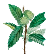Fresh green botanical leaves representing gymnema and banaba